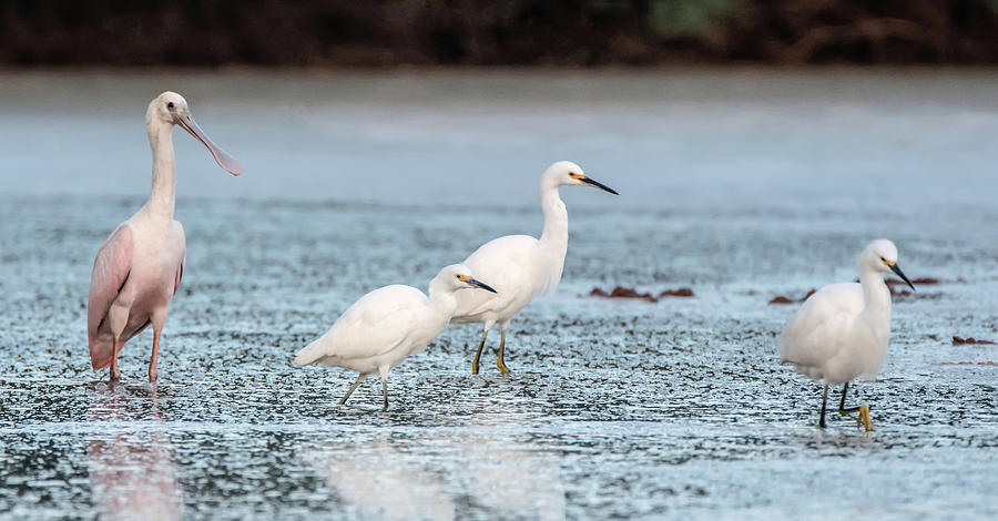 Snowy Egrets and Roseate Spoonbill 1082-092620-2 Photograph by Tam Ryan