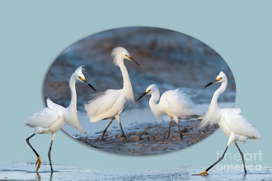 Snowy Egrets Photograph by Bonnie Barry