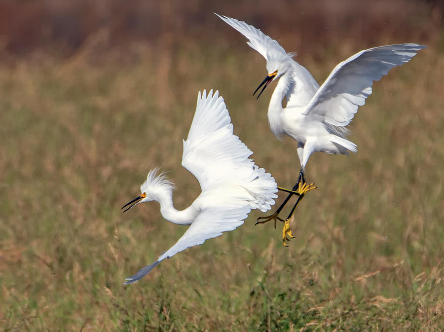 Snowy Egrets Chase 0555-110820-2 Photograph by Tam Ryan