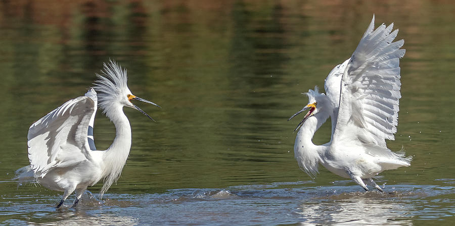 Snowy Egrets Chase 7020-052721-3 Photograph by Tam Ryan