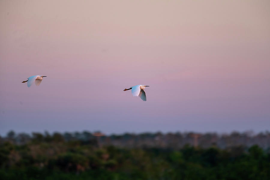 Snowy egrets flying as sun sets Photograph by Dan Friend