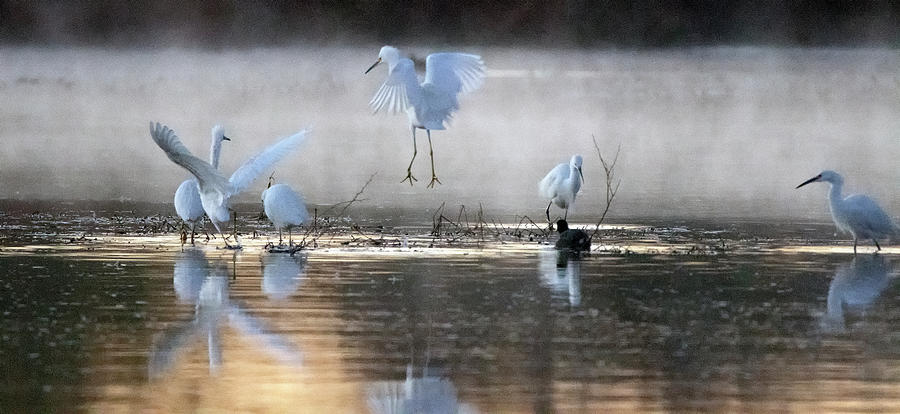 Snowy Egrets in the Mist 3031-010820-2 Photograph by Tam Ryan
