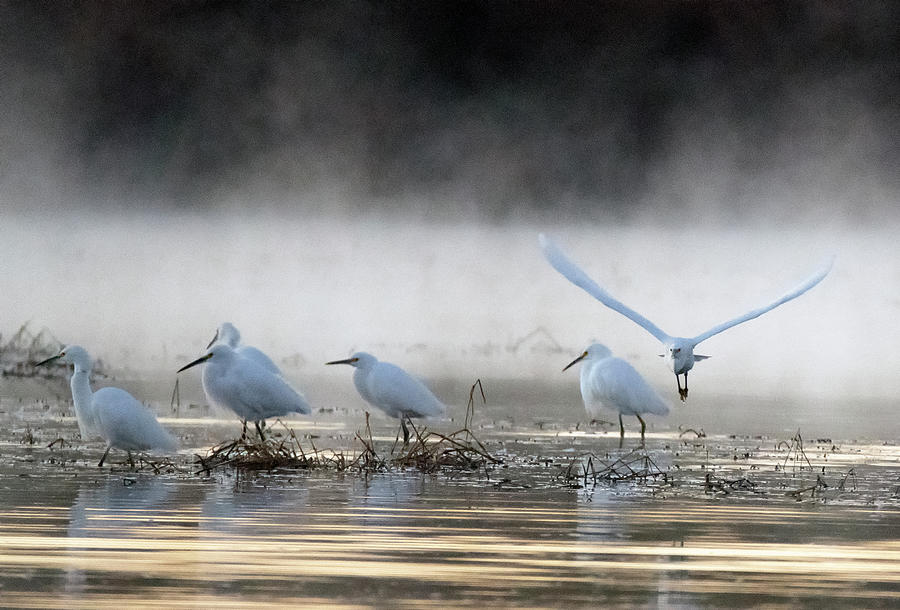 Snowy Egrets in the Mist 3043-010820-2 Photograph by Tam Ryan