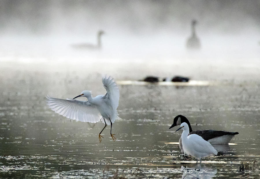 Snowy Egrets in the Mist 3082-010820-2 Photograph by Tam Ryan