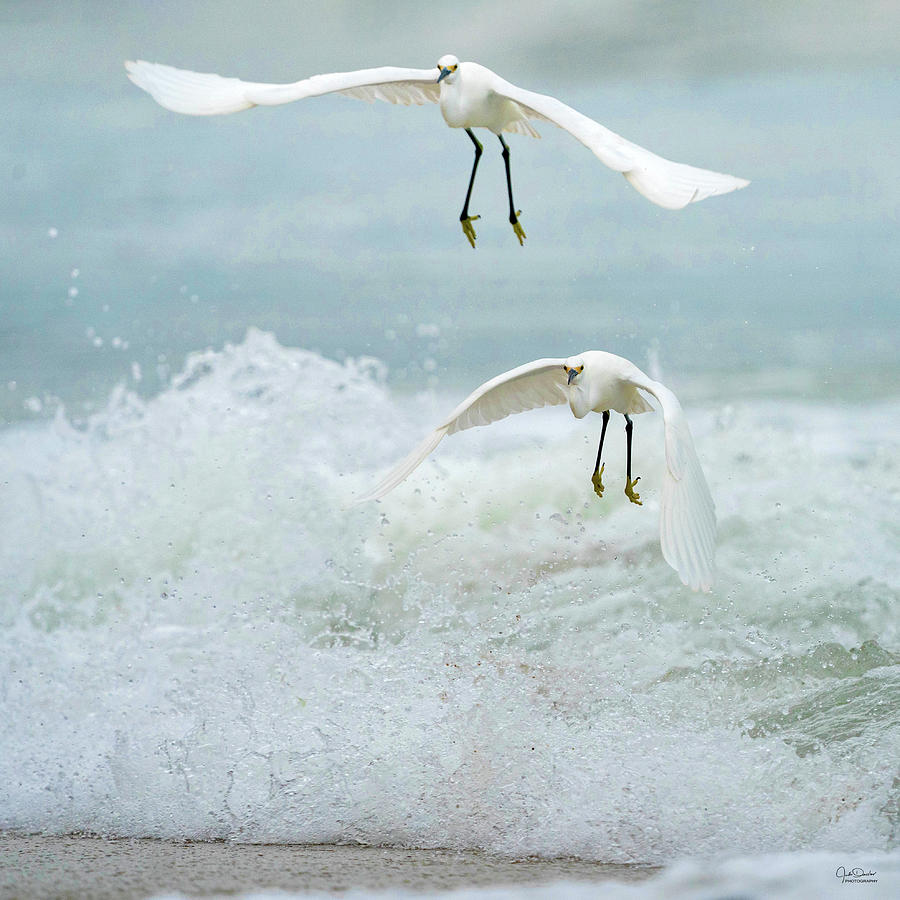 Snowy Egrets in the Surf Photograph by Judi Dressler