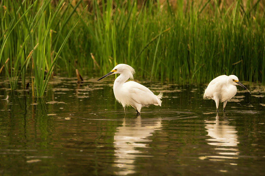 Snowy Egrets Looking For Breakfast Photograph by Debra Martz Snowy Egrets Looking For Breakfast Photograph by Debra Martz