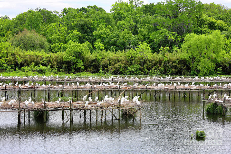 Snowy Egrets Refuge Avery Island Louisiana  Photograph by Chuck Kuhn