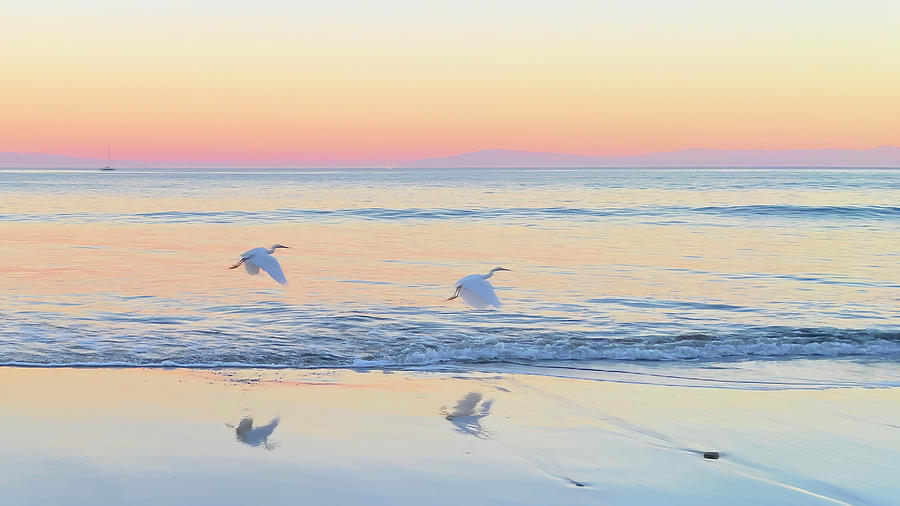 Snowy Egrets Take Flight Mixed Media by Christina Ford