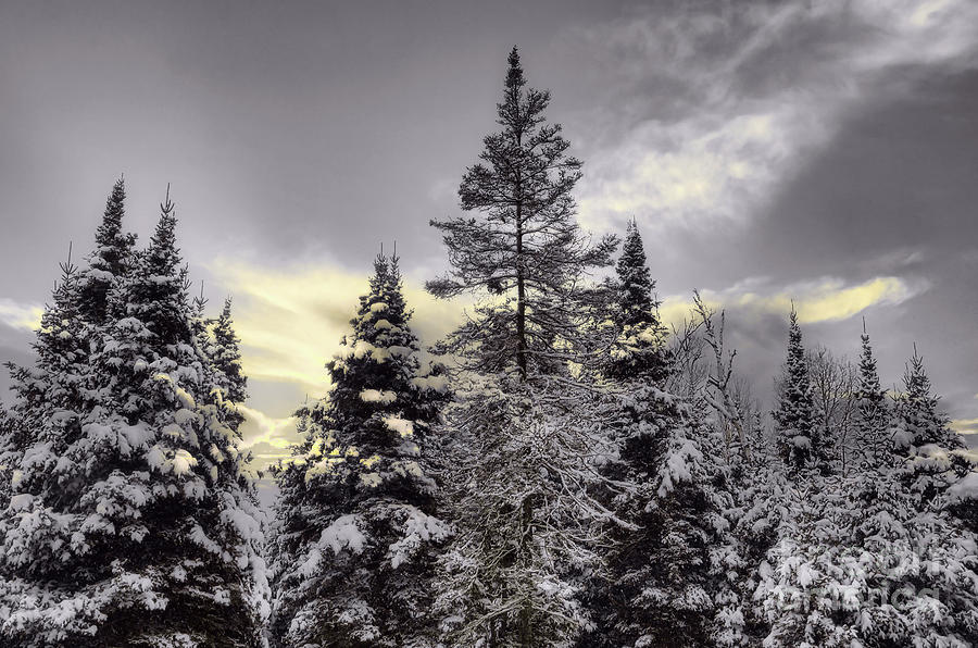 Snowy Evergreen Trees Photograph by Elaine Manley