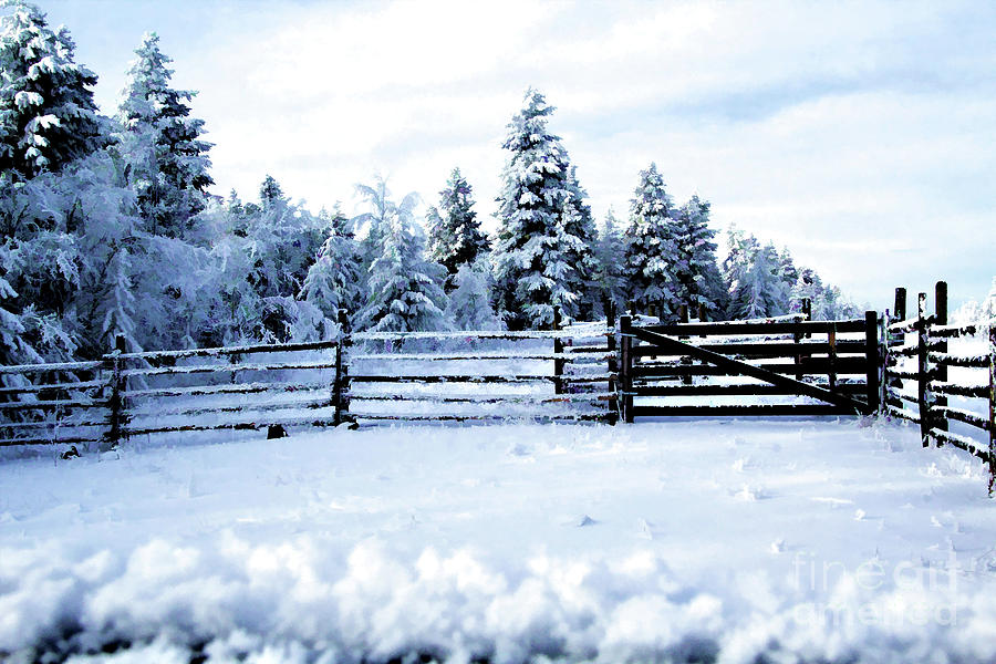 Snowy Fence Line Photograph