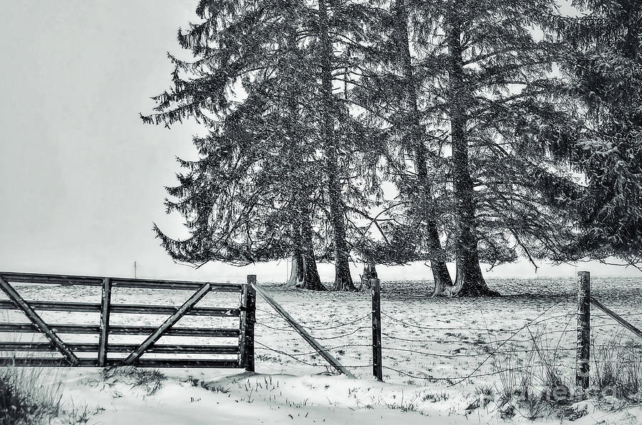 Tree Photograph - Snowy Field - Black And White by Jack Andreasen