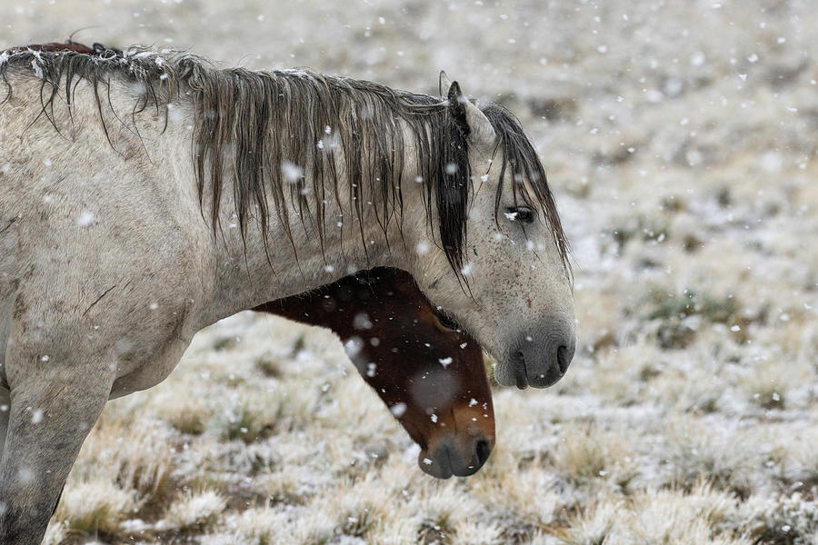 Horse Photograph - Snowy Flakes by Mary Hone