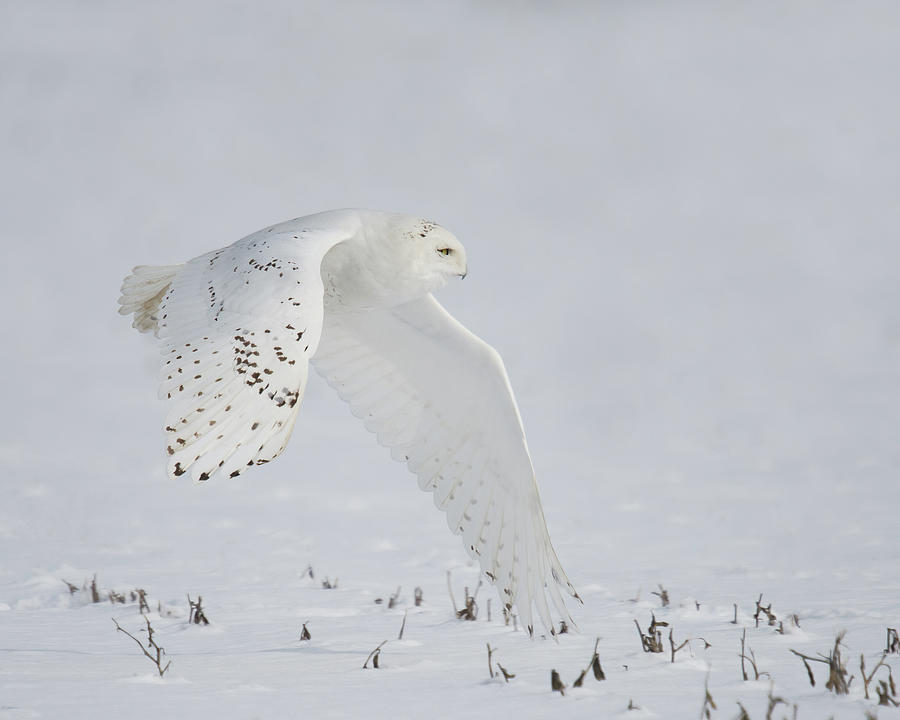 Snowy Flight Photograph by CR Courson