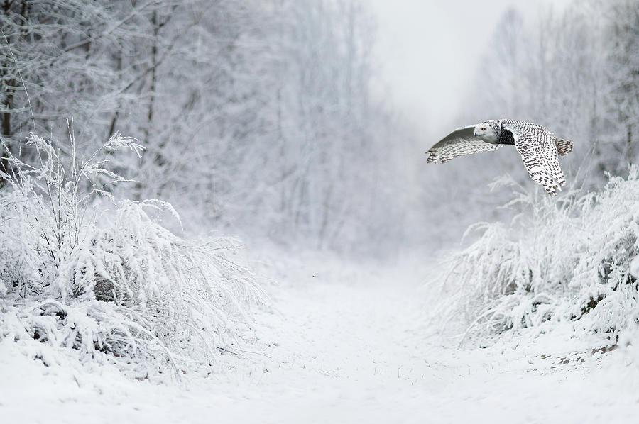 Winter Photograph - Snowy Flight by Kelly Walkotten