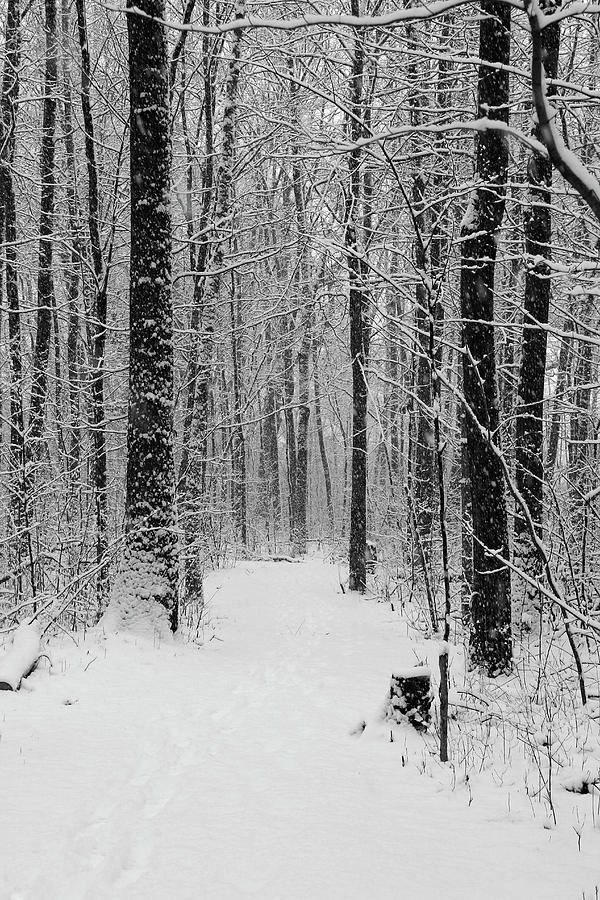 Snowy Forest 2 BW Photograph by Mary Bedy