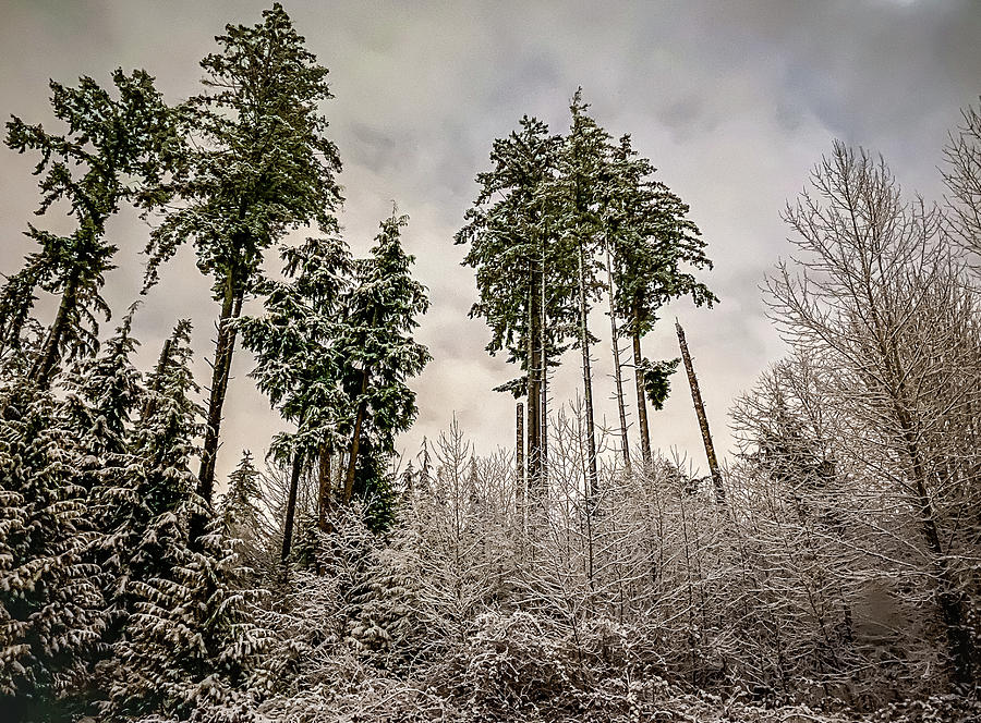 Snowy Forest Photograph by Anamar Pictures