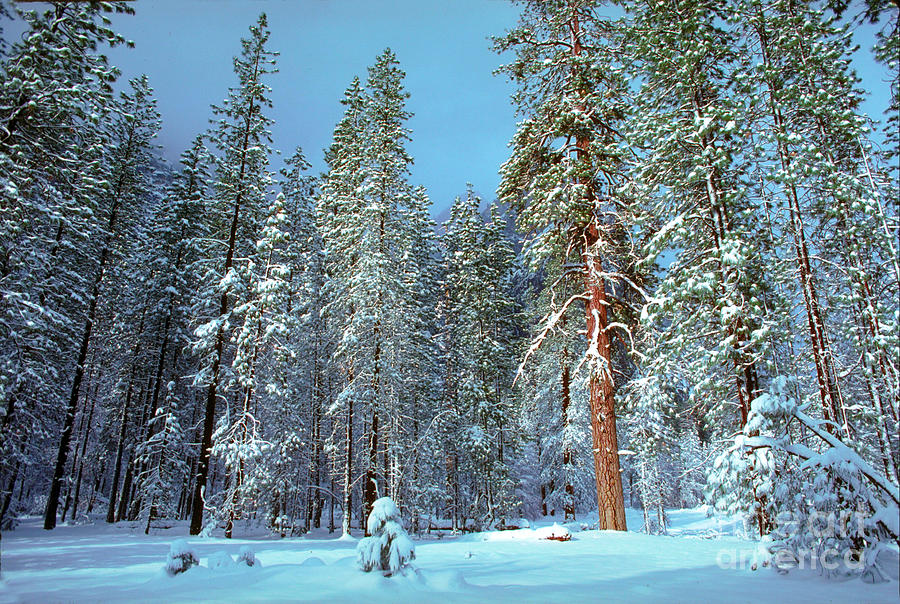 Snowy Forest in Yosemite Photograph by Wernher Krutein