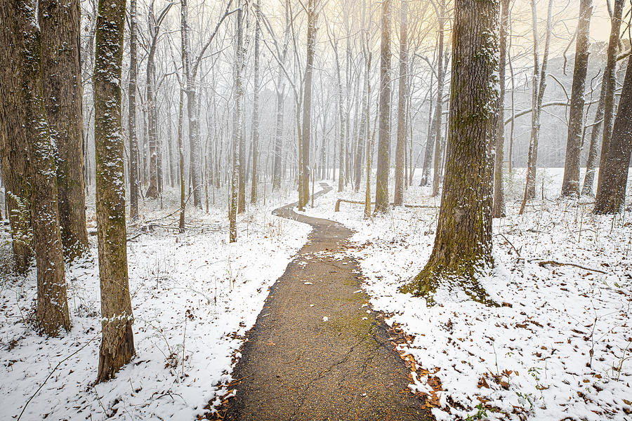 Snowy Forest Photograph by Jordan Hill