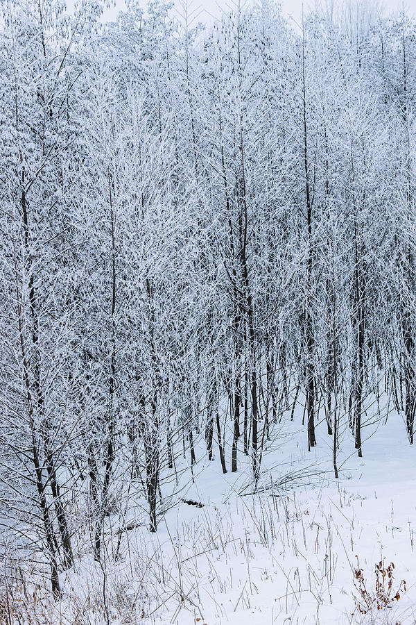 Snowy Forest  Photograph by Kim Sowa