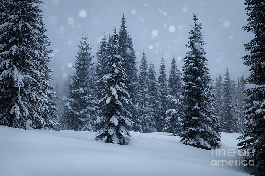 Snowy Forest Photograph by Masako Metz