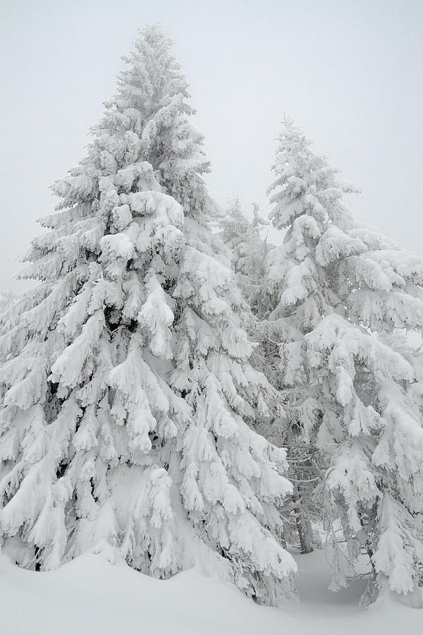 Snowy forest Photograph by Misha Kaminsky