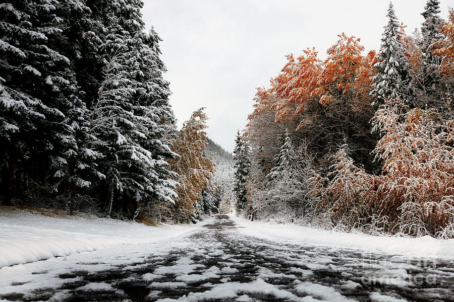 Snowy Forest Path in Autumn Photograph - Snowy Forest Path in Autumn by Thomas Nay