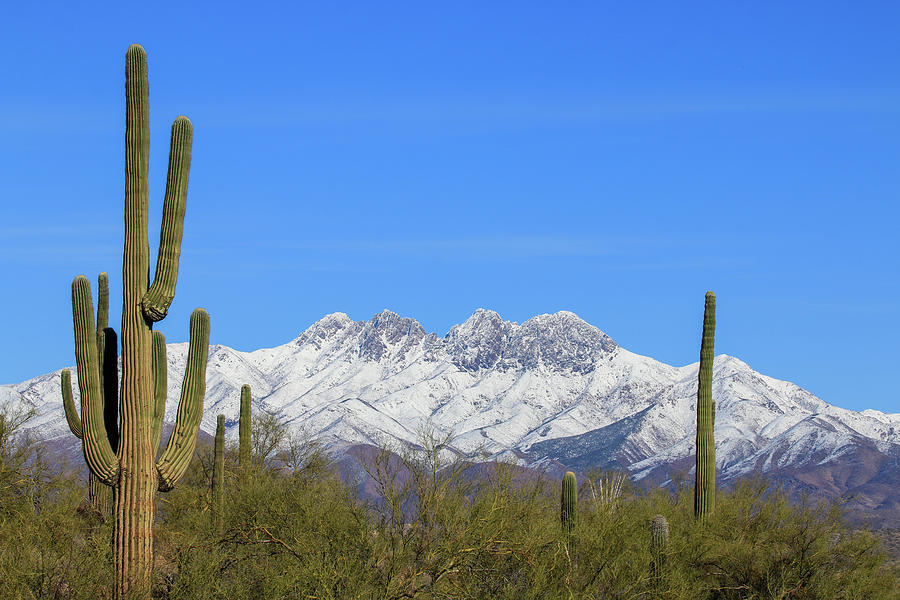 Snowy Four Peaks Photograph by Dawn Richards