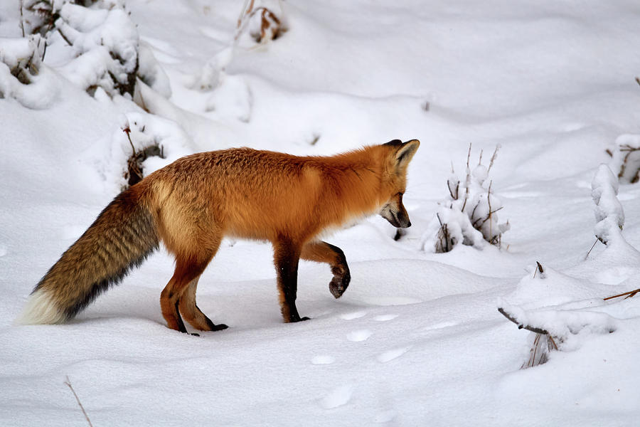 Snowy Fox Photograph by Paul Freidlund
