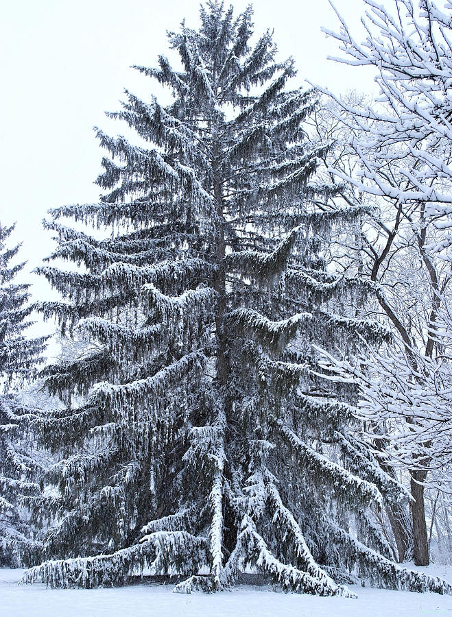 Snowy Fur Tree Photograph by Charles Wivell - Fine Art America