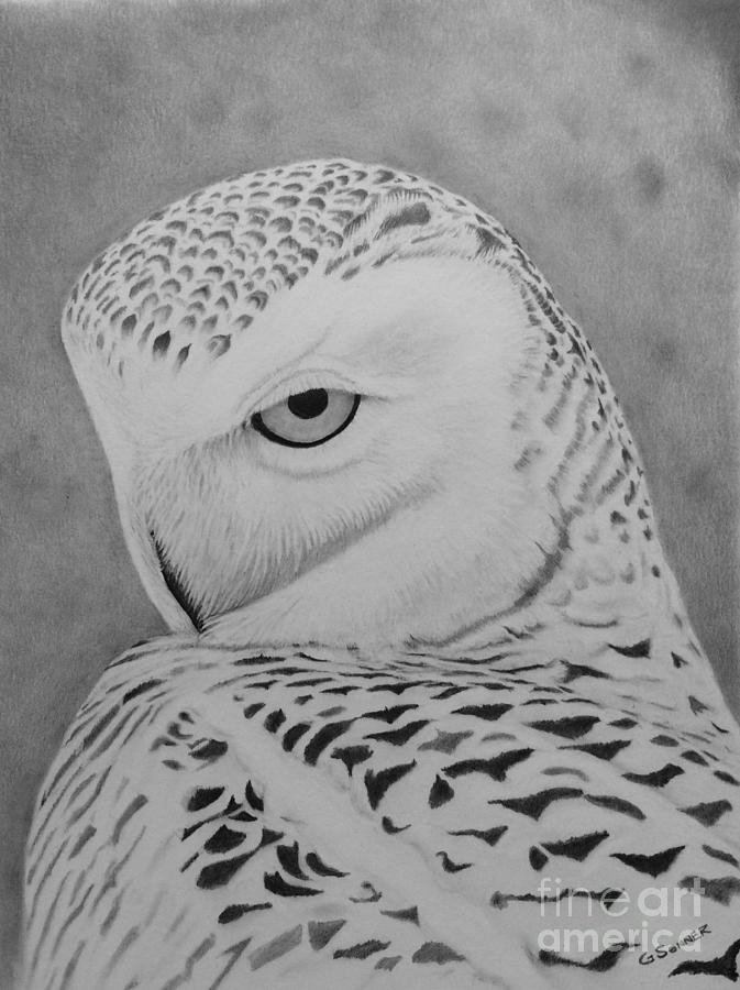 Owl Drawing - Snowy by George Sonner