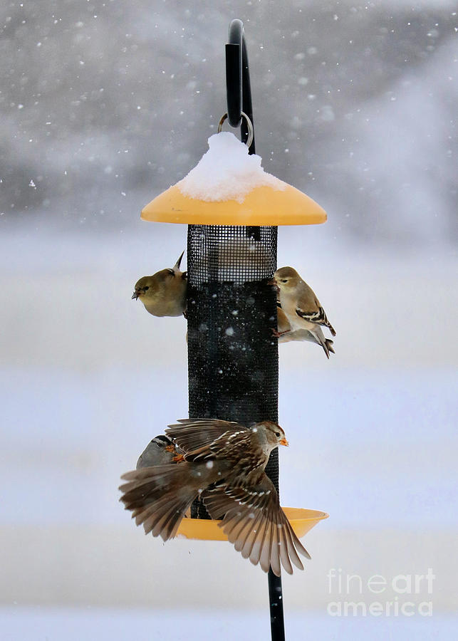 Snowy Goldfinch Feeder With Sparrows Photograph