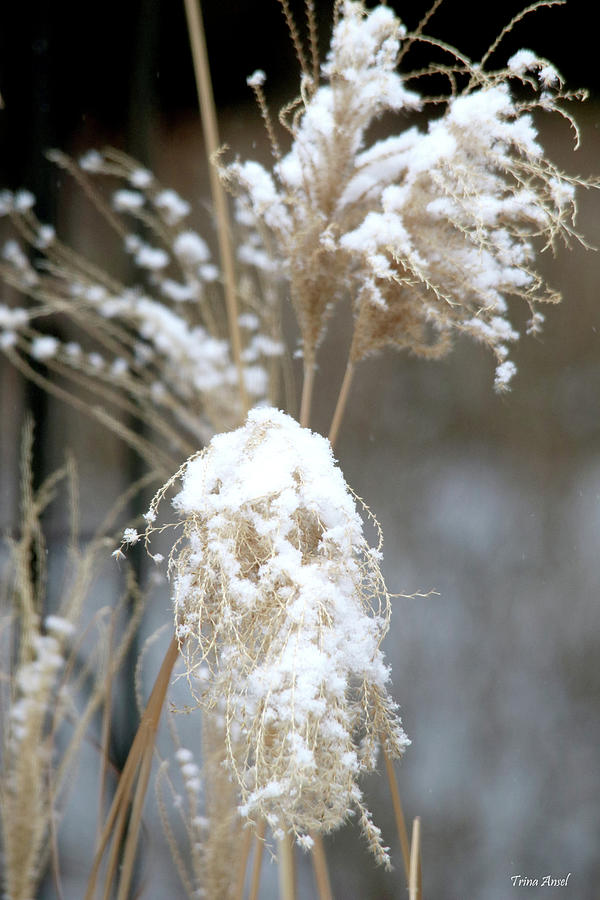 Snowy Grasses Photograph by Trina Ansel