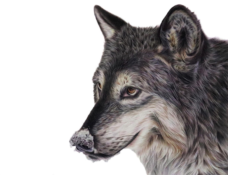 How to Draw a Wolf VIDEO & Step-by-Step Pictures
