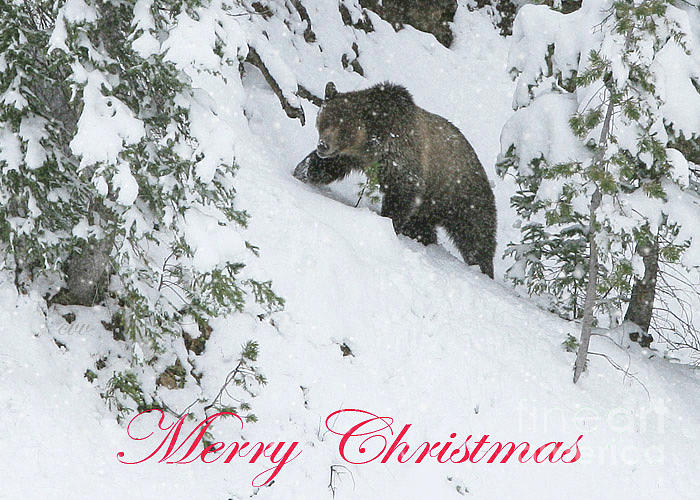 Yellowstone National Park Photograph - Snowy Grizzly by Clare VanderVeen
