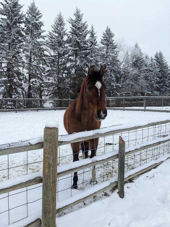 Snowy horse Photograph by Lisa Mutch