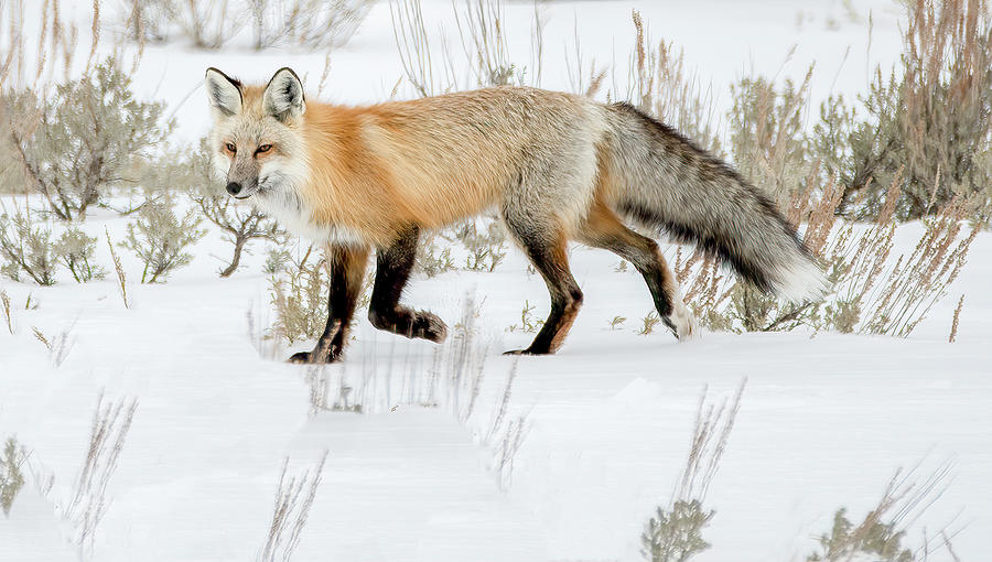 Snowy Hunter, Red Fox in Grand Teton National Park Photograph by Marcy Wielfaert