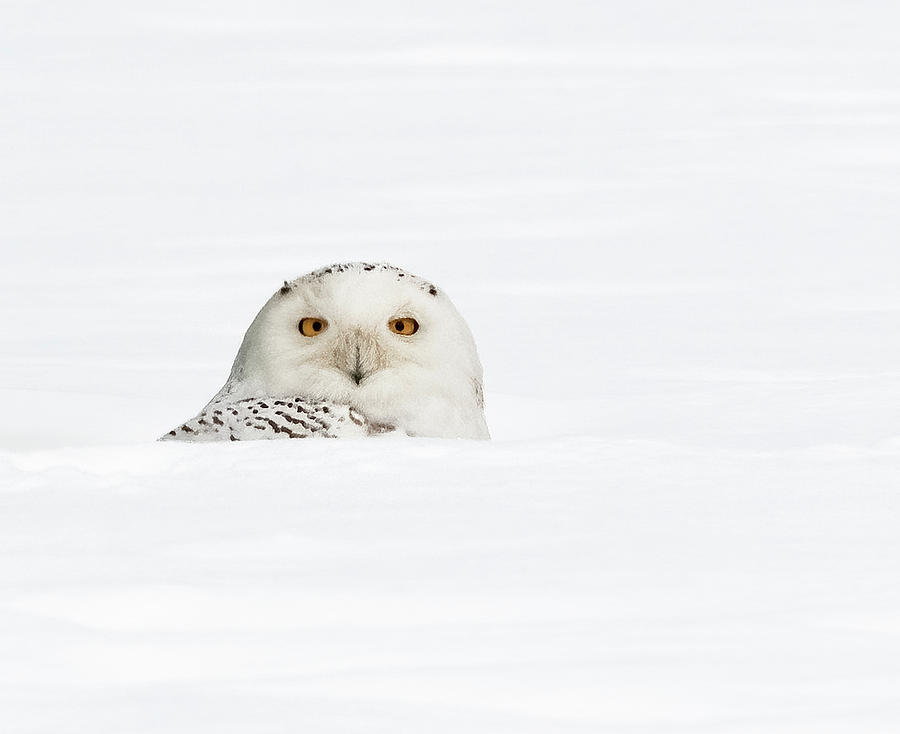 Snowy in the Snow Photograph by Scott Miller