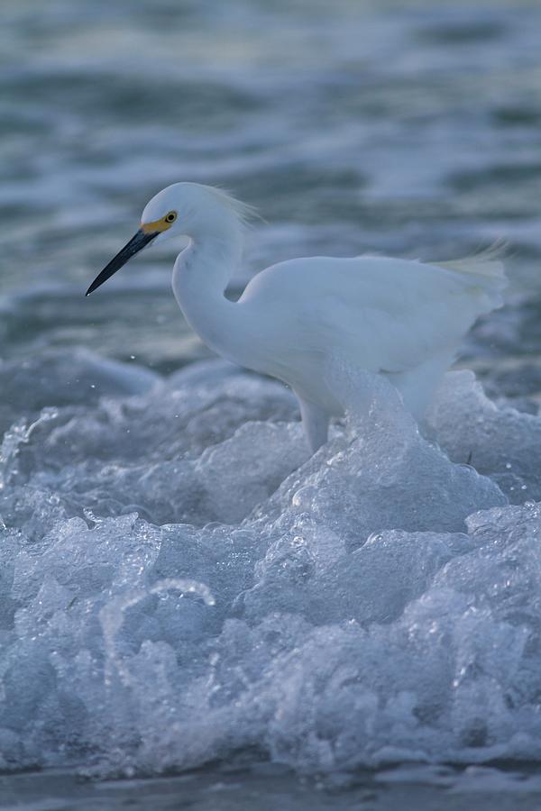 Snowy in the Surf Photograph by Paul Rebmann