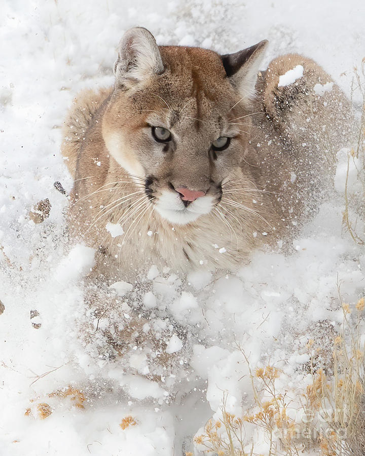 Snowy Lion Photograph by Brad Schwarm