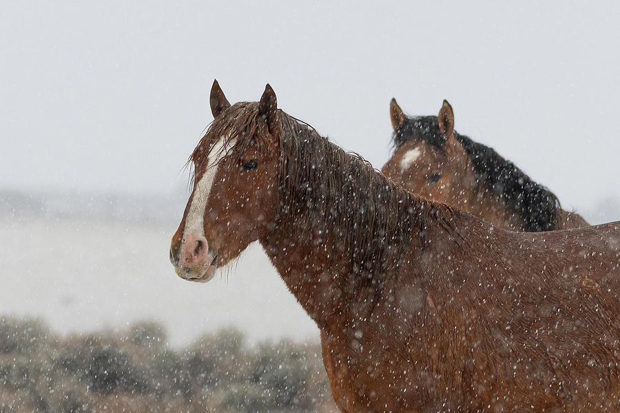 Snowy Mares Photograph by Mary Hone