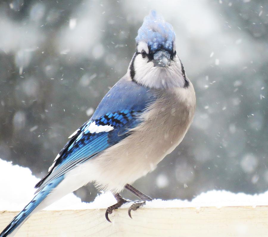 Snowy Mister Blue  Photograph by Lori Frisch