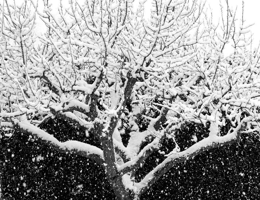 Snowy Monochrome Photograph by Will Borden