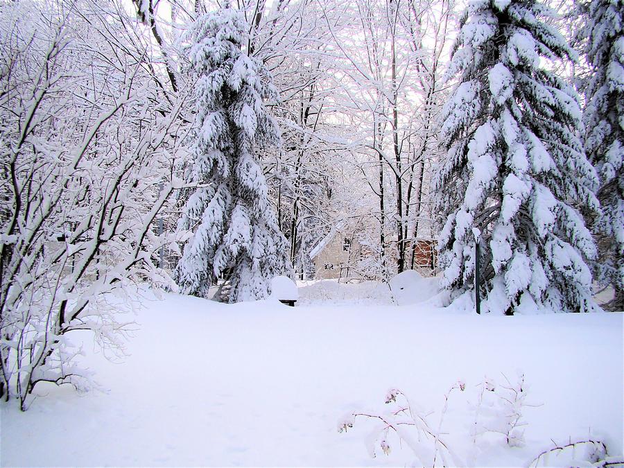 Snowy Morning 1 Photograph by Rose Wark - Fine Art America