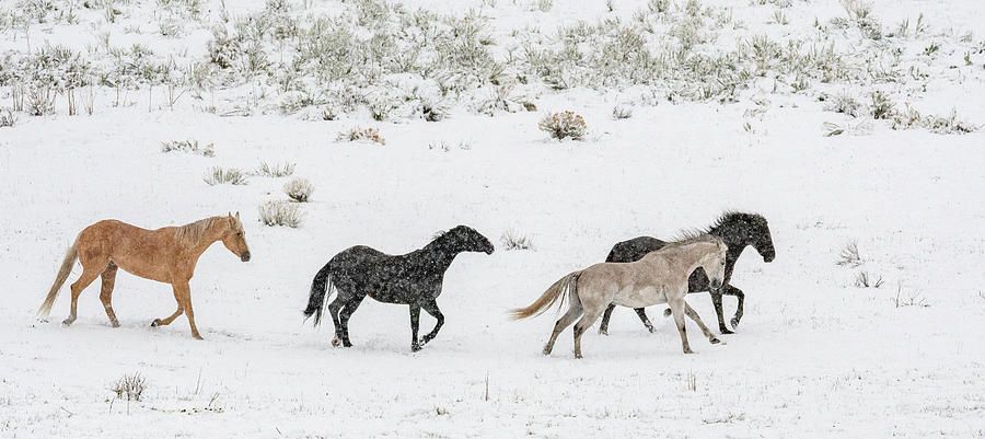Snowy Morning in the Pasture Photograph by Marcy Wielfaert