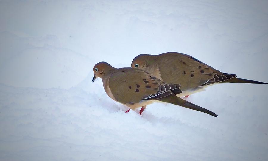 Snowy Morning With  Mourning Doves  Photograph by Alida M Haslett