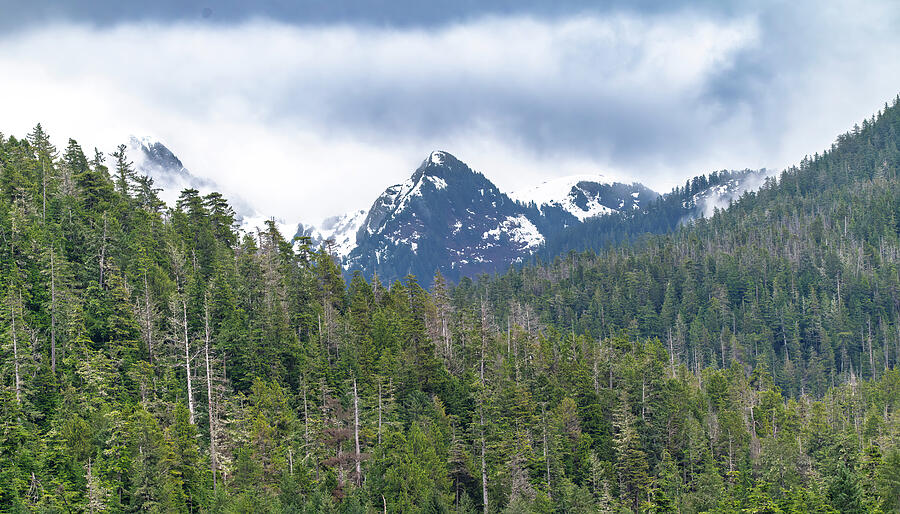Snowy Mountain Forest Photograph by Bill Posner