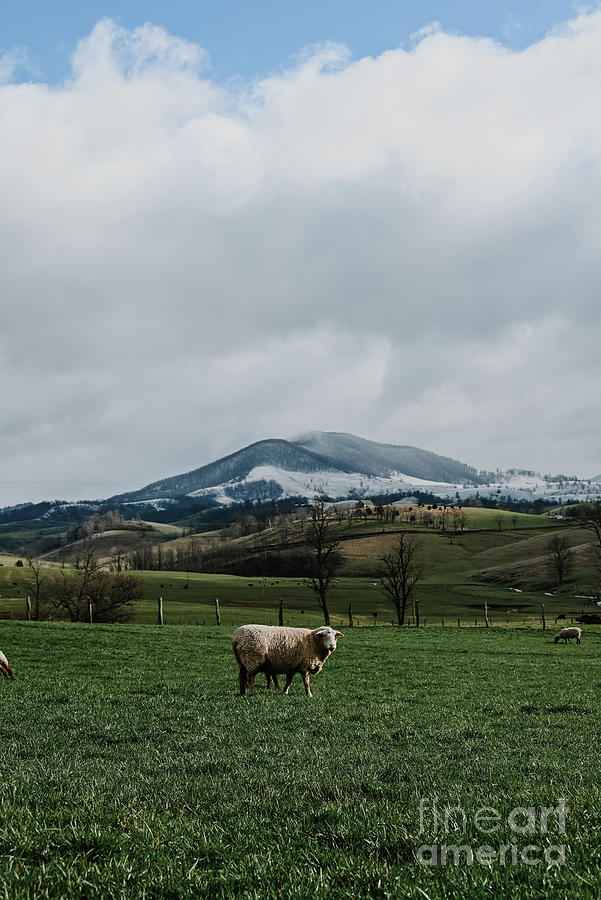 Snowy Mountain in Spring  Photograph by Laura Honaker
