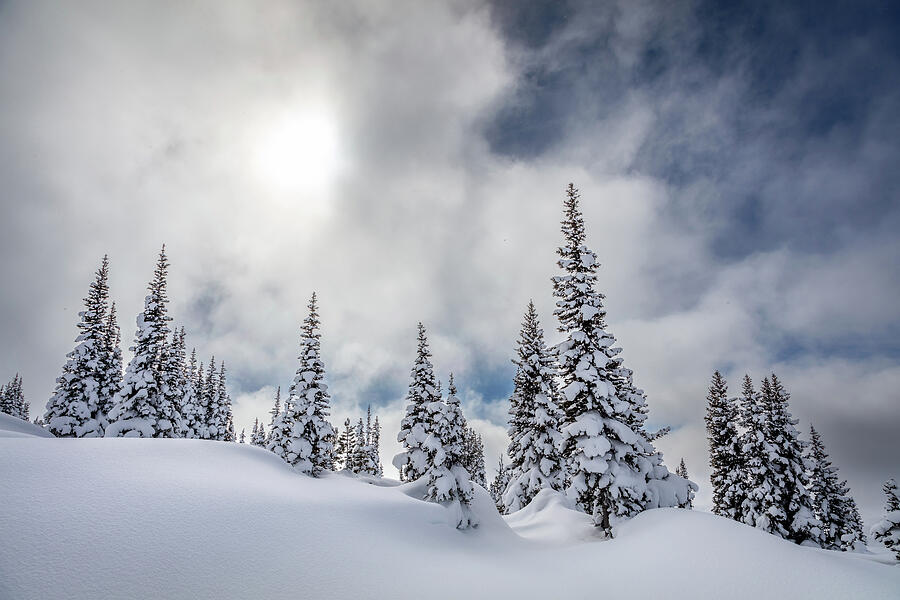 Tree Photograph - Snowy Mountain Slopes by Pierre Leclerc Photography