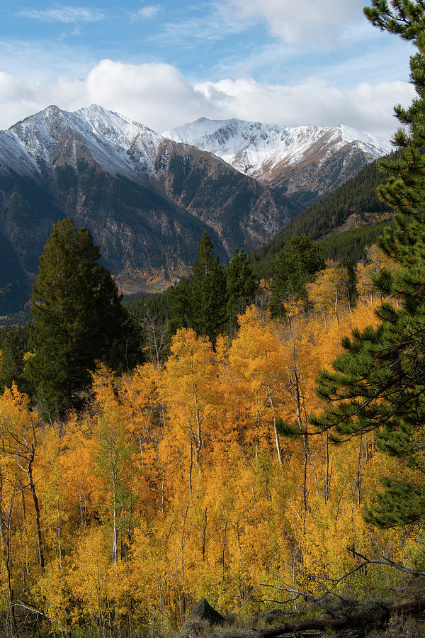Snowy Mountains and Golden Aspen Portrait Photograph by Cascade Colors