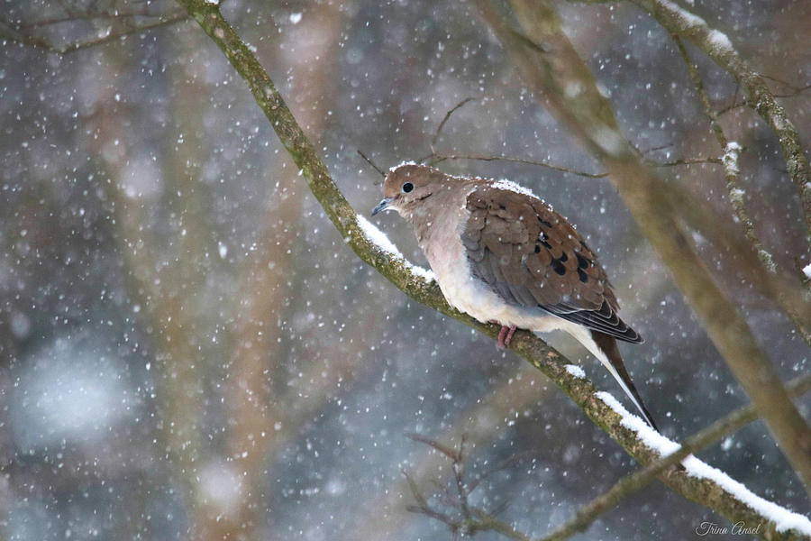 Snowy Mourning Dove Photograph by Trina Ansel